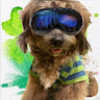 Picture of Min Thit San